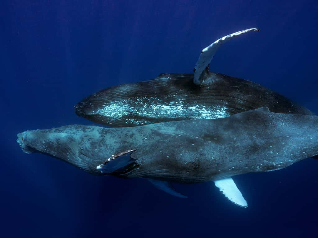 Premières Images D'un Accouplement De Baleines à Bosse : Un Mâle Tente ...